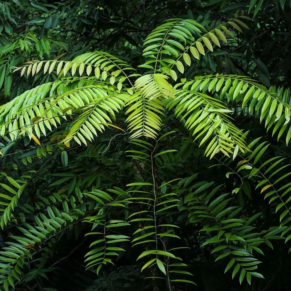 Tumbuhan Tongkat Ali (Eurycoma longifolia)